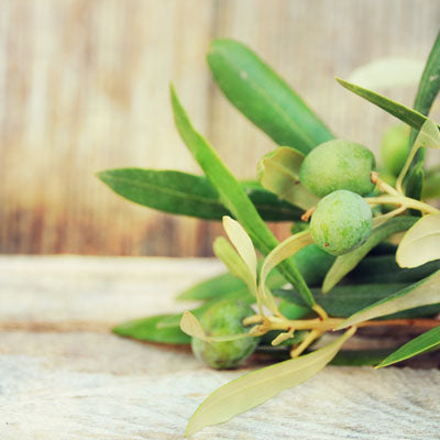 Olive Leaf 4- Pack Shampoo Bars